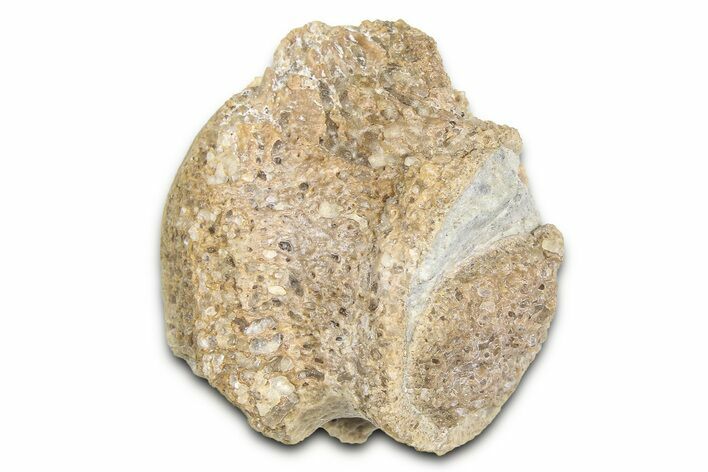Fossil Mosasaur (Platecarpus) Vertebra - Kansas #382048